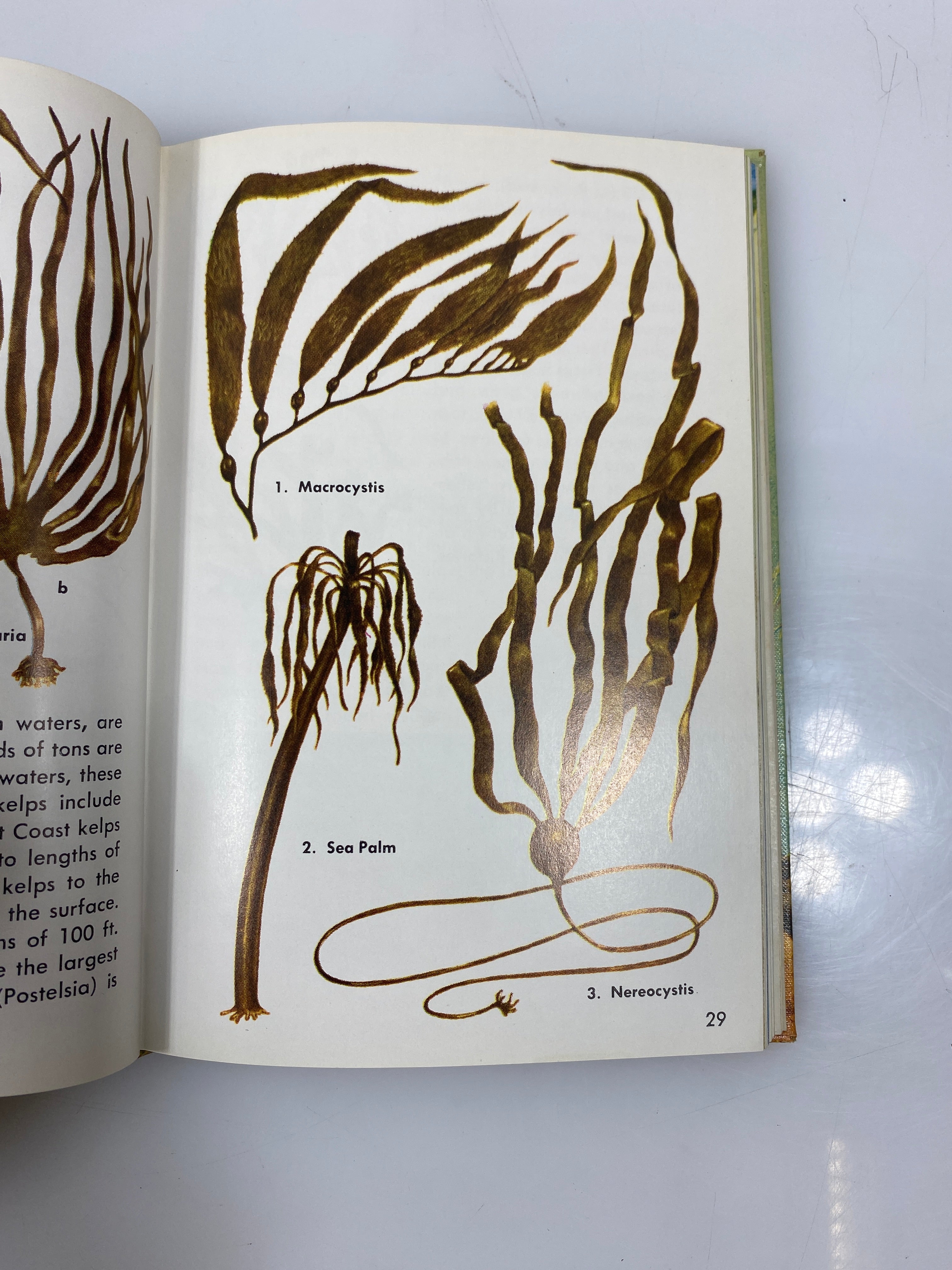 Seashores by Zim/Ingle Golden Nature Guide Ex-library 1955 HC