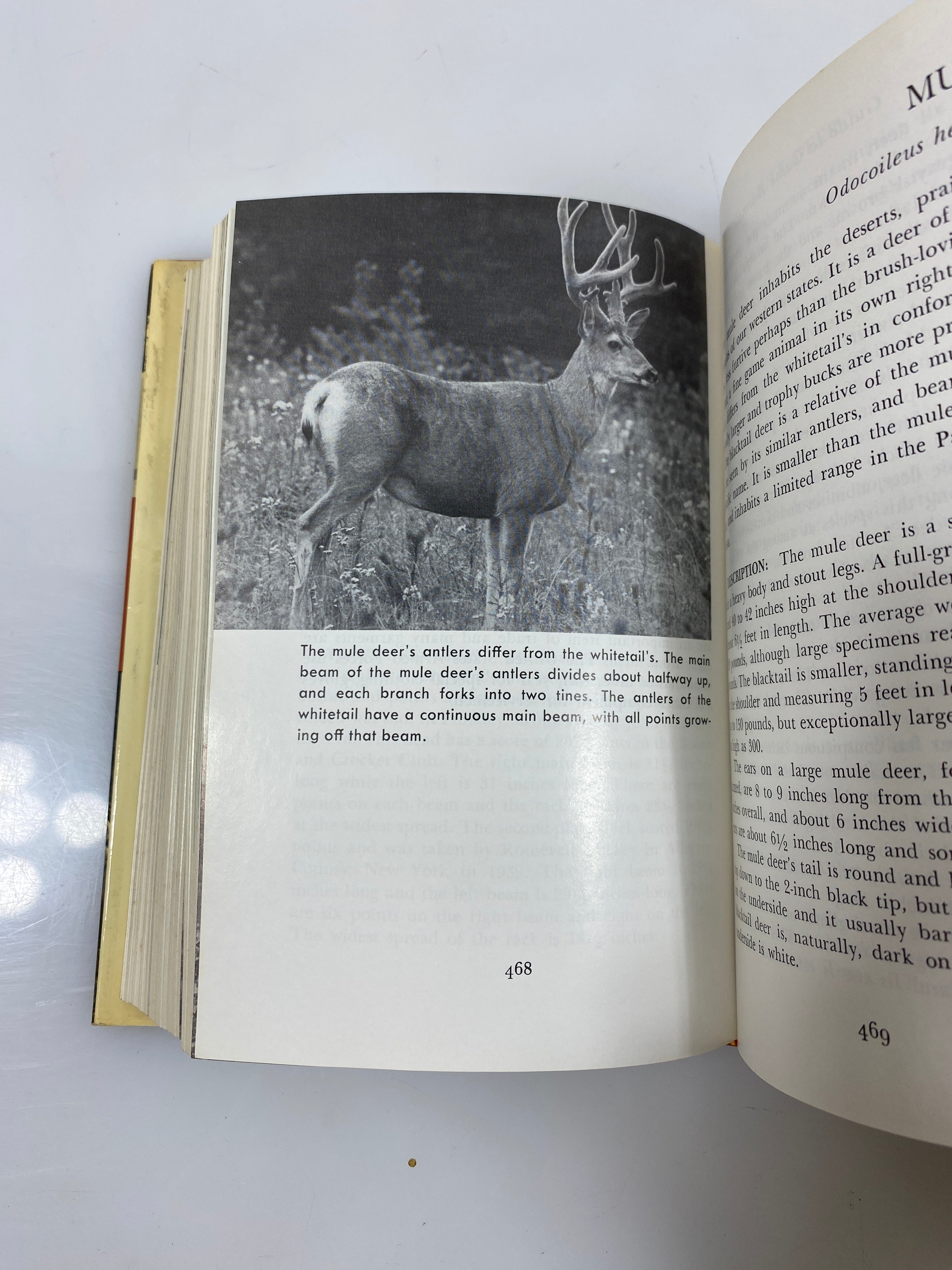 Set of 4: Hunting and Game Books Grouse/Deer/Game HCDJ