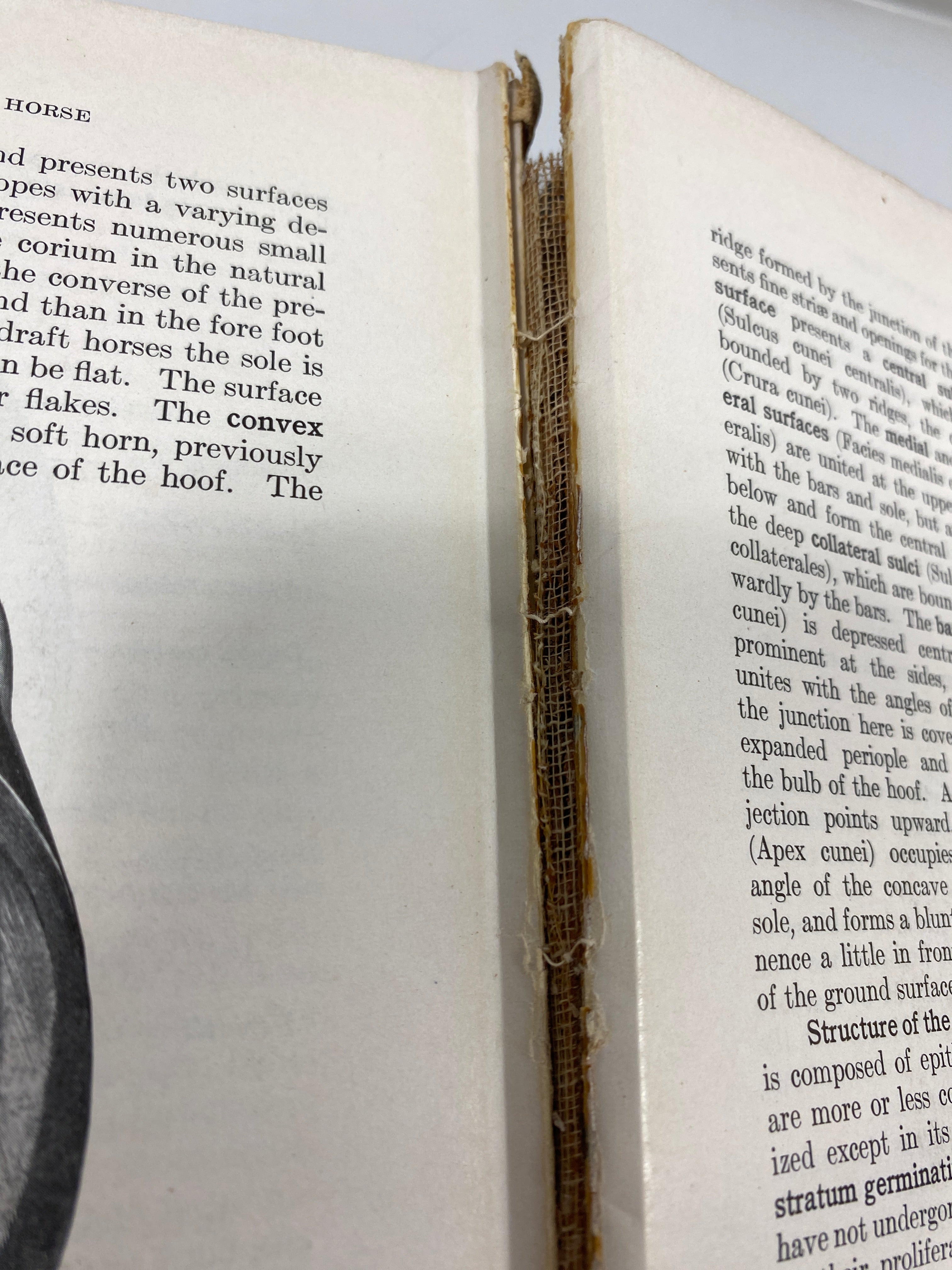 The Anatomy of the Domestic Animals by Sisson/Grossman Ex-library 1948 HC