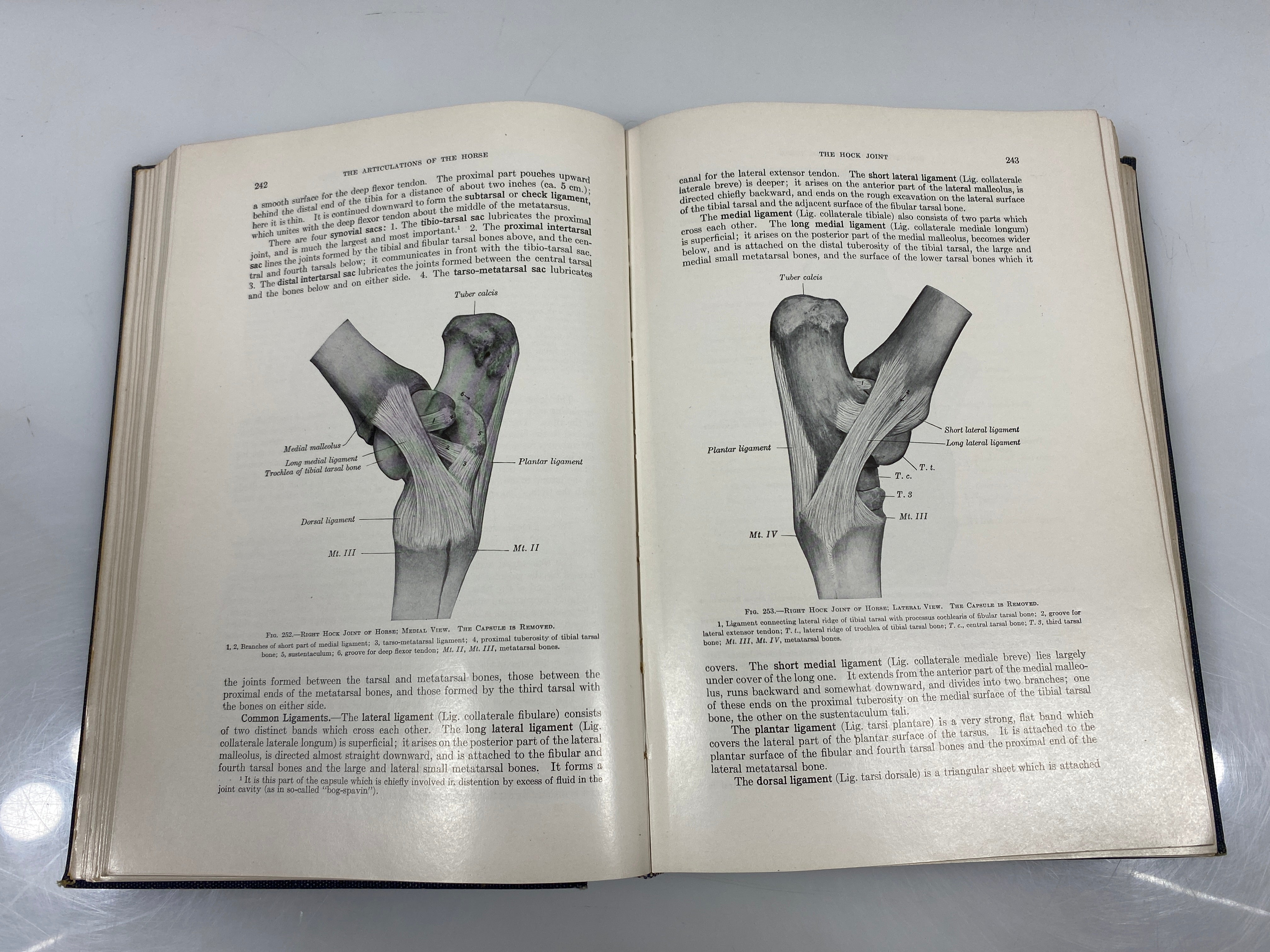 The Anatomy of the Domestic Animals by Sisson/Grossman Ex-library 1948 HC