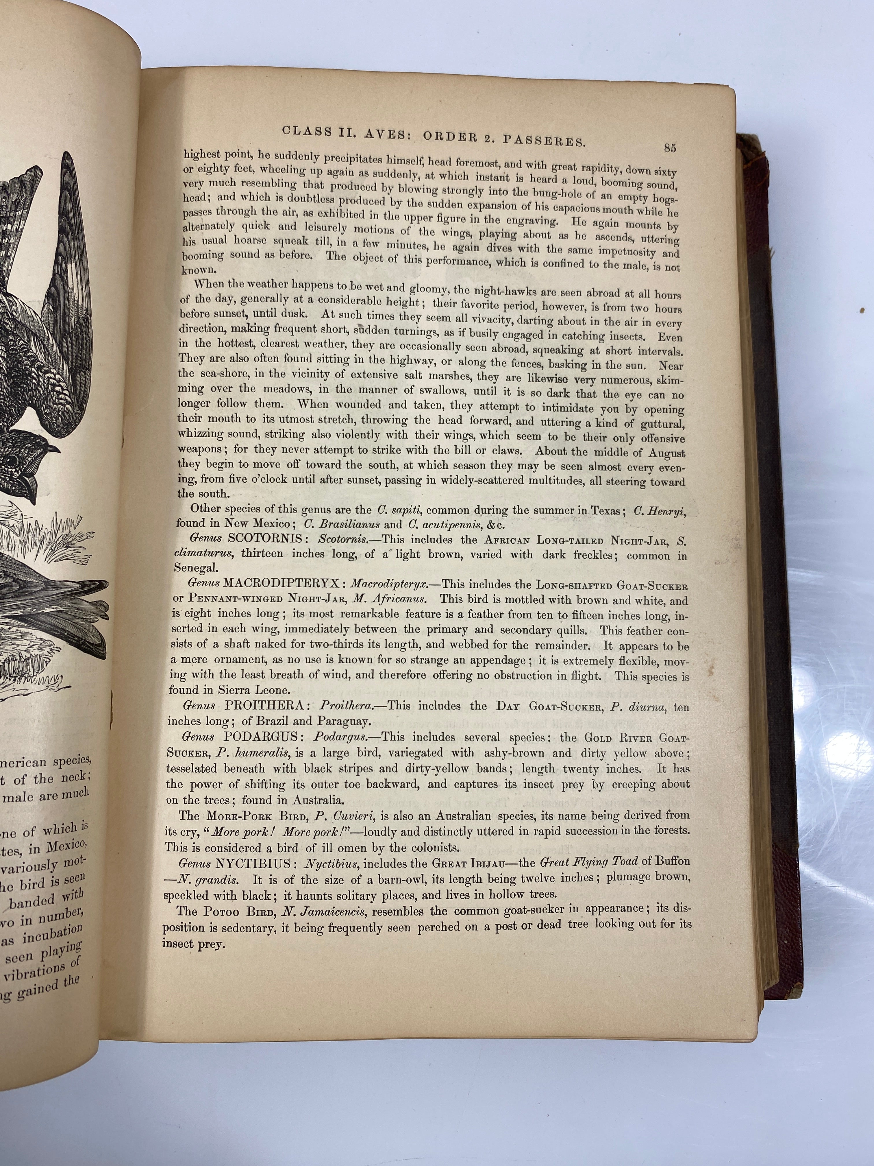 The Animal Kingdom Illustrated by Goodrich Vol. II 1879 HC