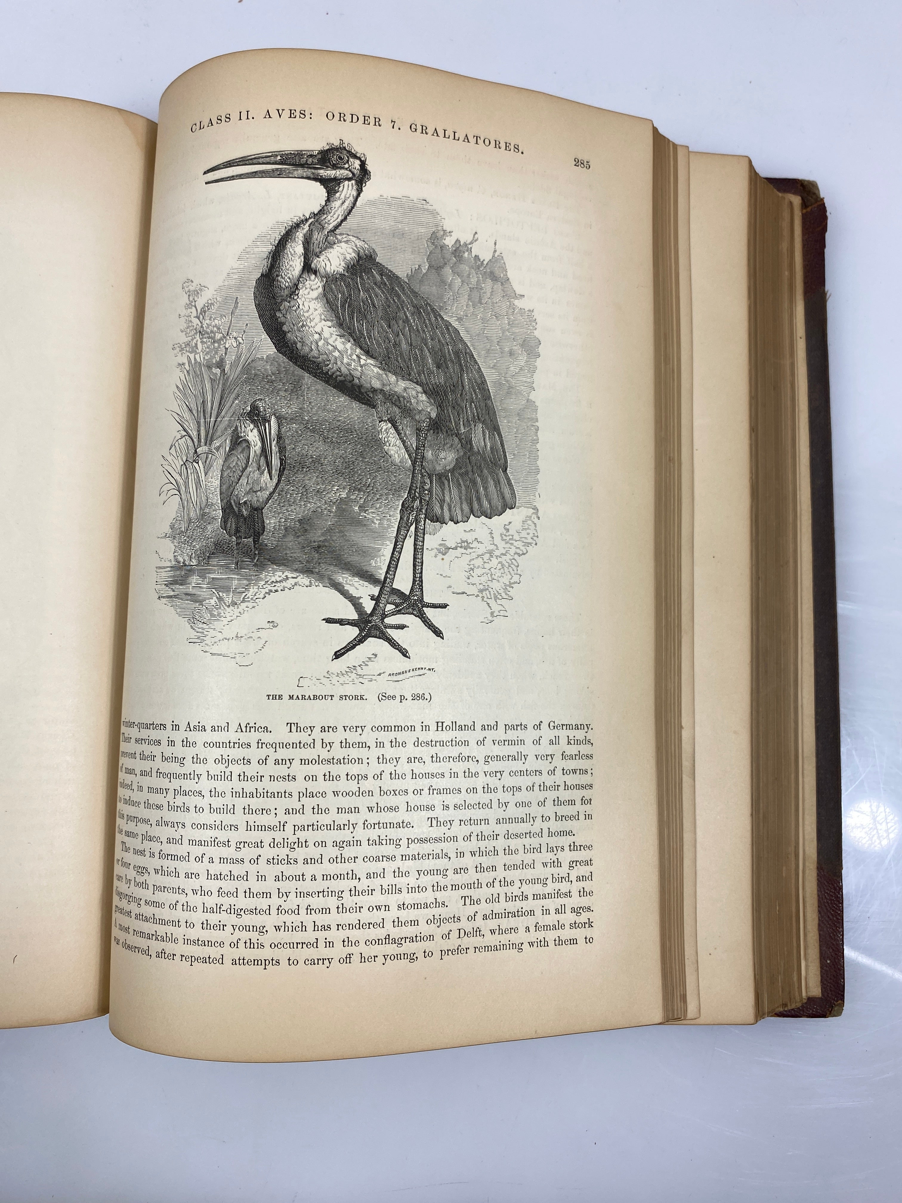 The Animal Kingdom Illustrated by Goodrich Vol. II 1879 HC