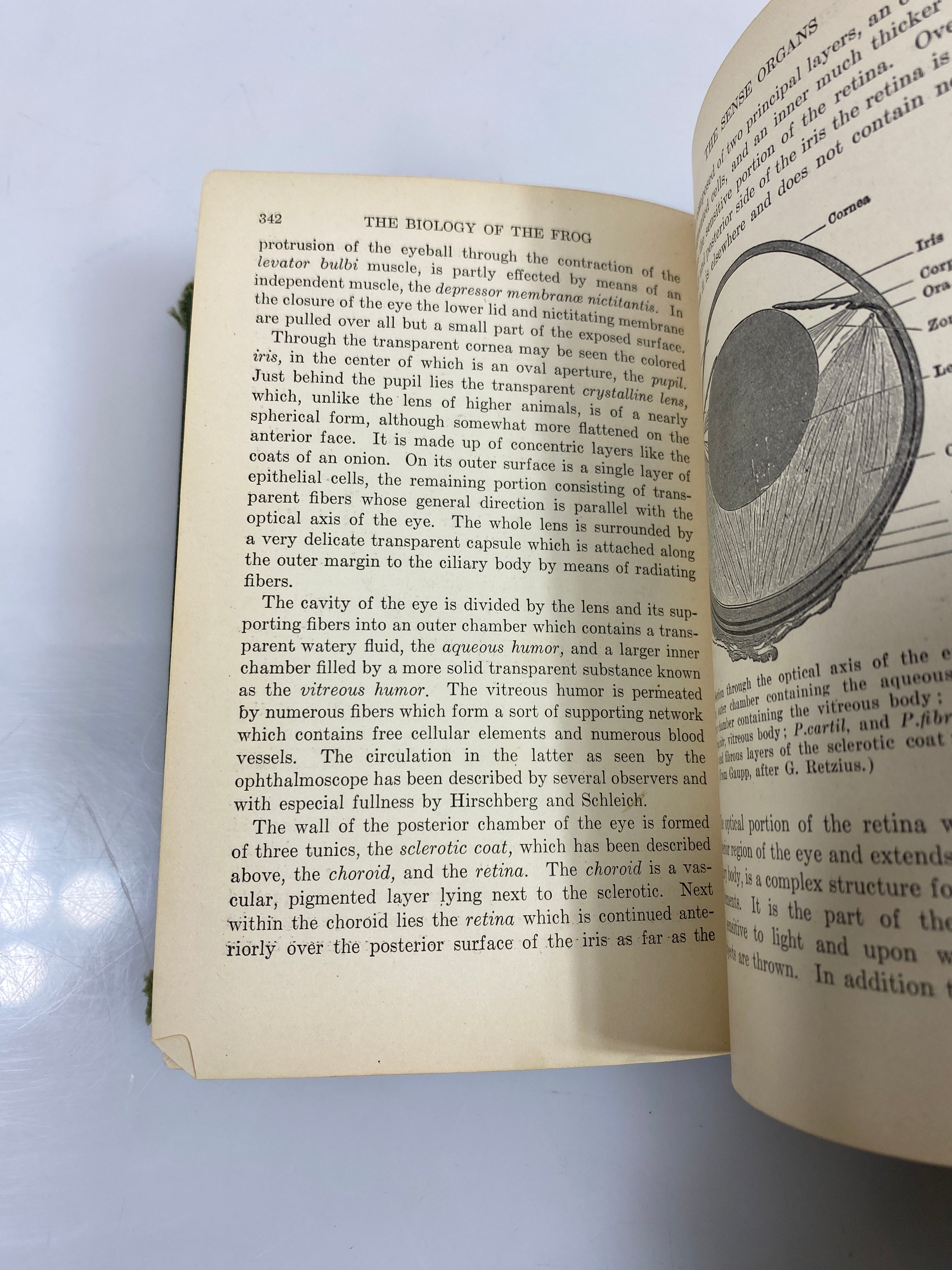 The Biology of the Frog by Holmes 4th Ed. Ex-library 1927 HC