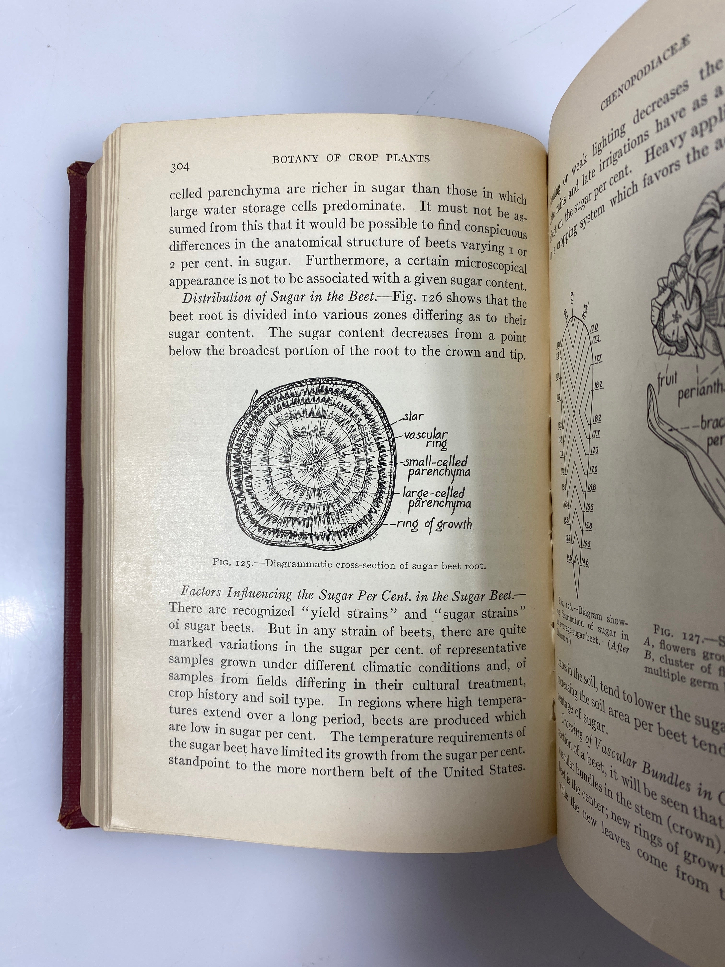 The Botany of Crop Plants by Robbins 2nd Edition 1924 Ex-Library HC