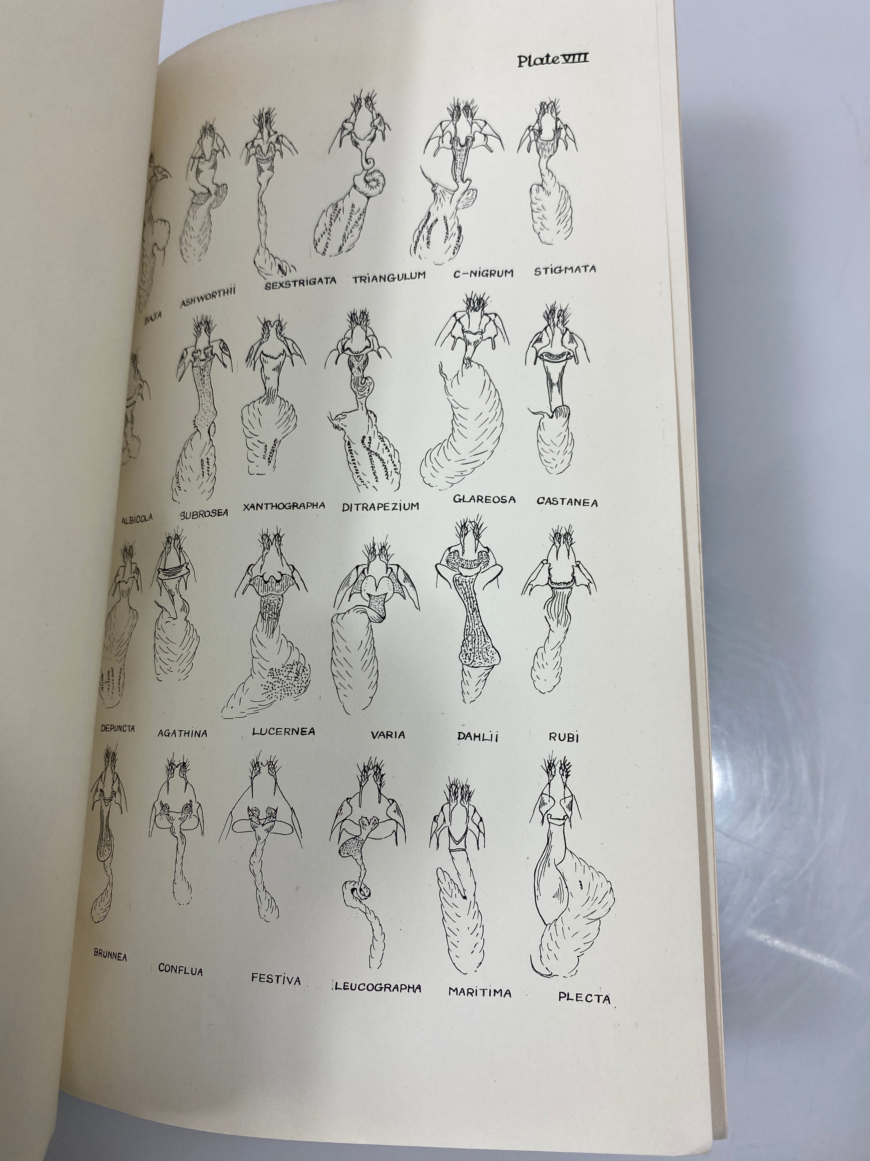 The Genitalia of the Group Noctuidae by Pierce Ex-library 1942 HC