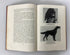 The Irish Setter in Word and Picture by Thompson 1954 Denlinger's 1st Ed HC