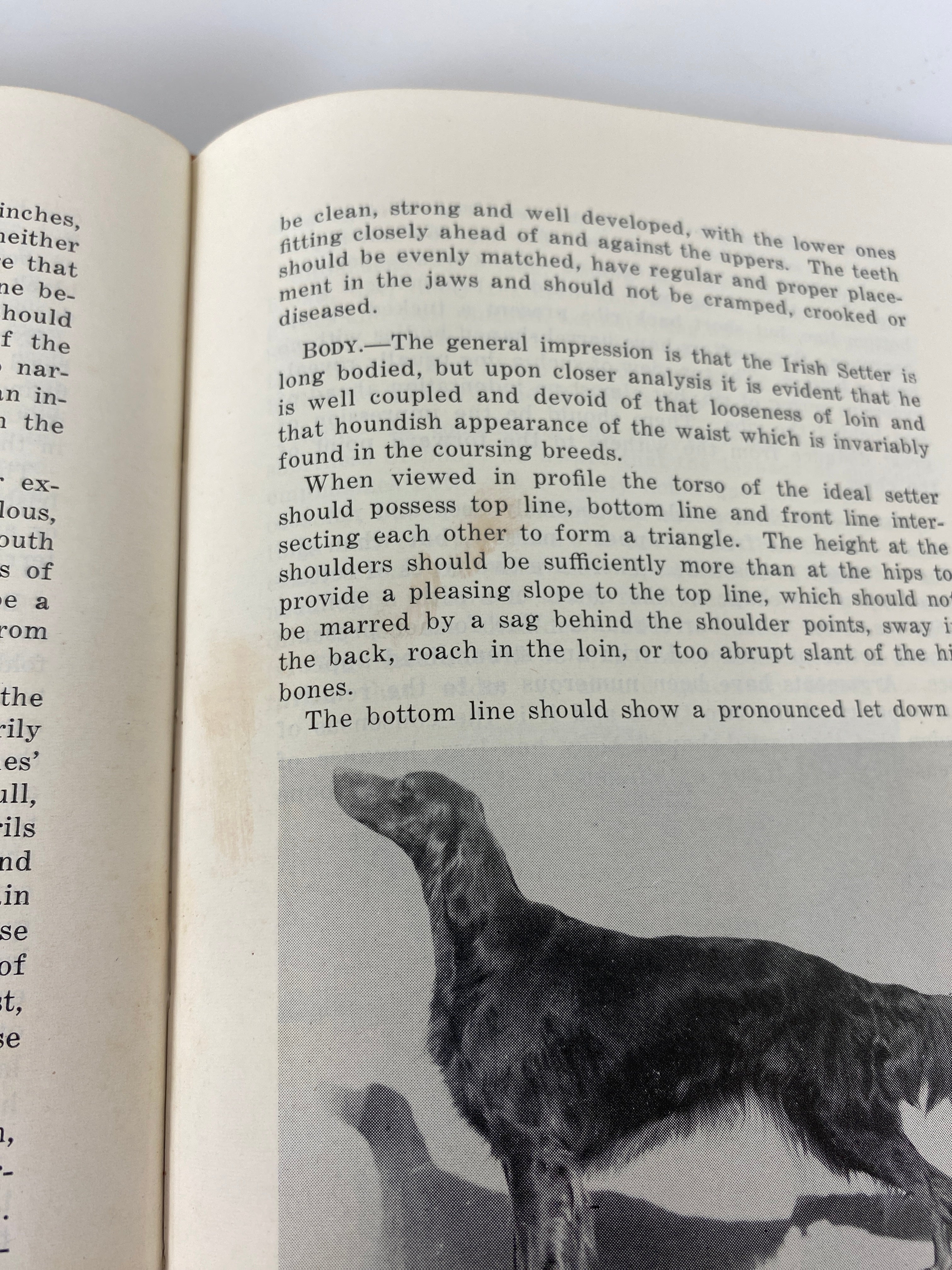 The Irish Setter in Word and Picture by Thompson 1954 Denlinger's 1st Ed HC