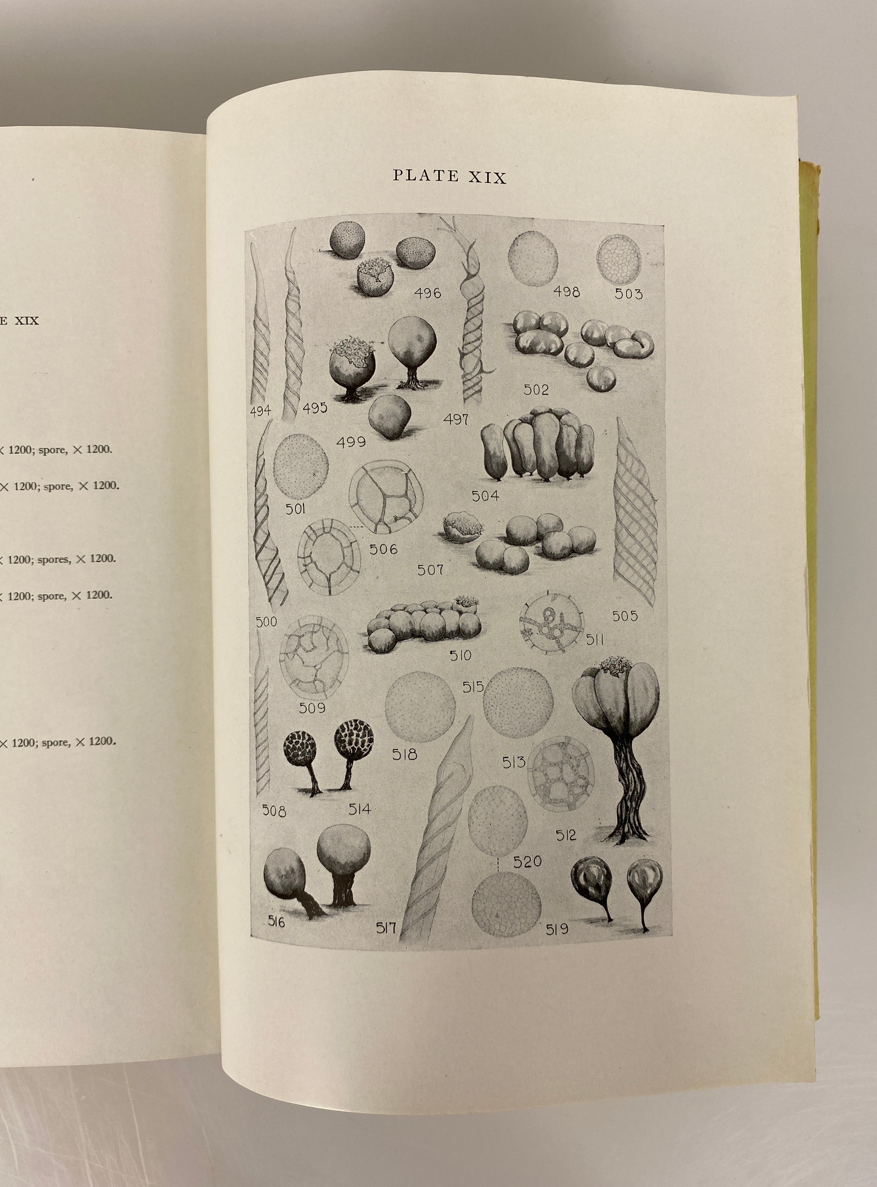 The Myxomycetes by MacBride/Martin Vintage 1934 First Edition HC DJ