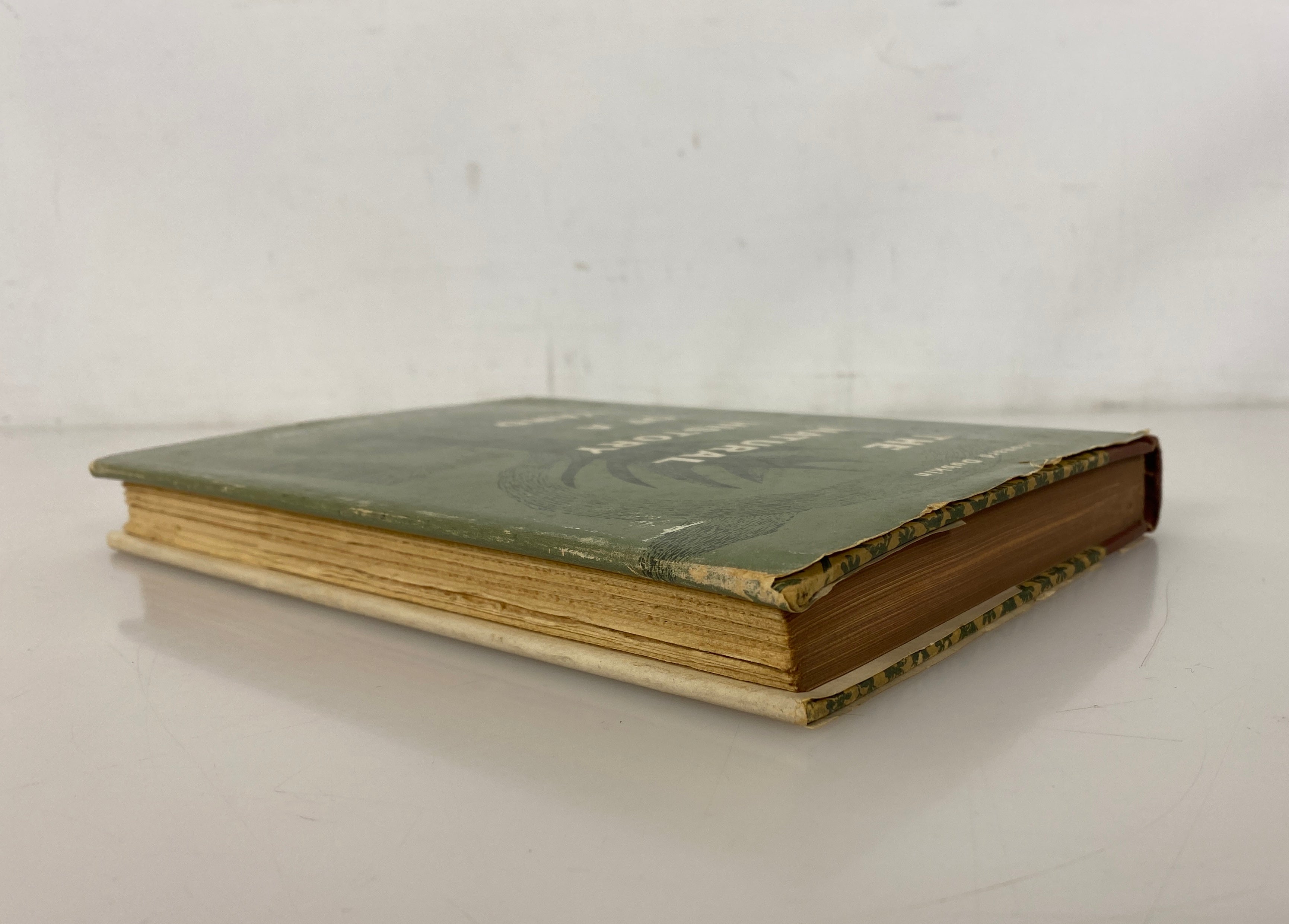 The Natural History of a Yard by Leonard Dubkin 1955 Vintage HC DJ