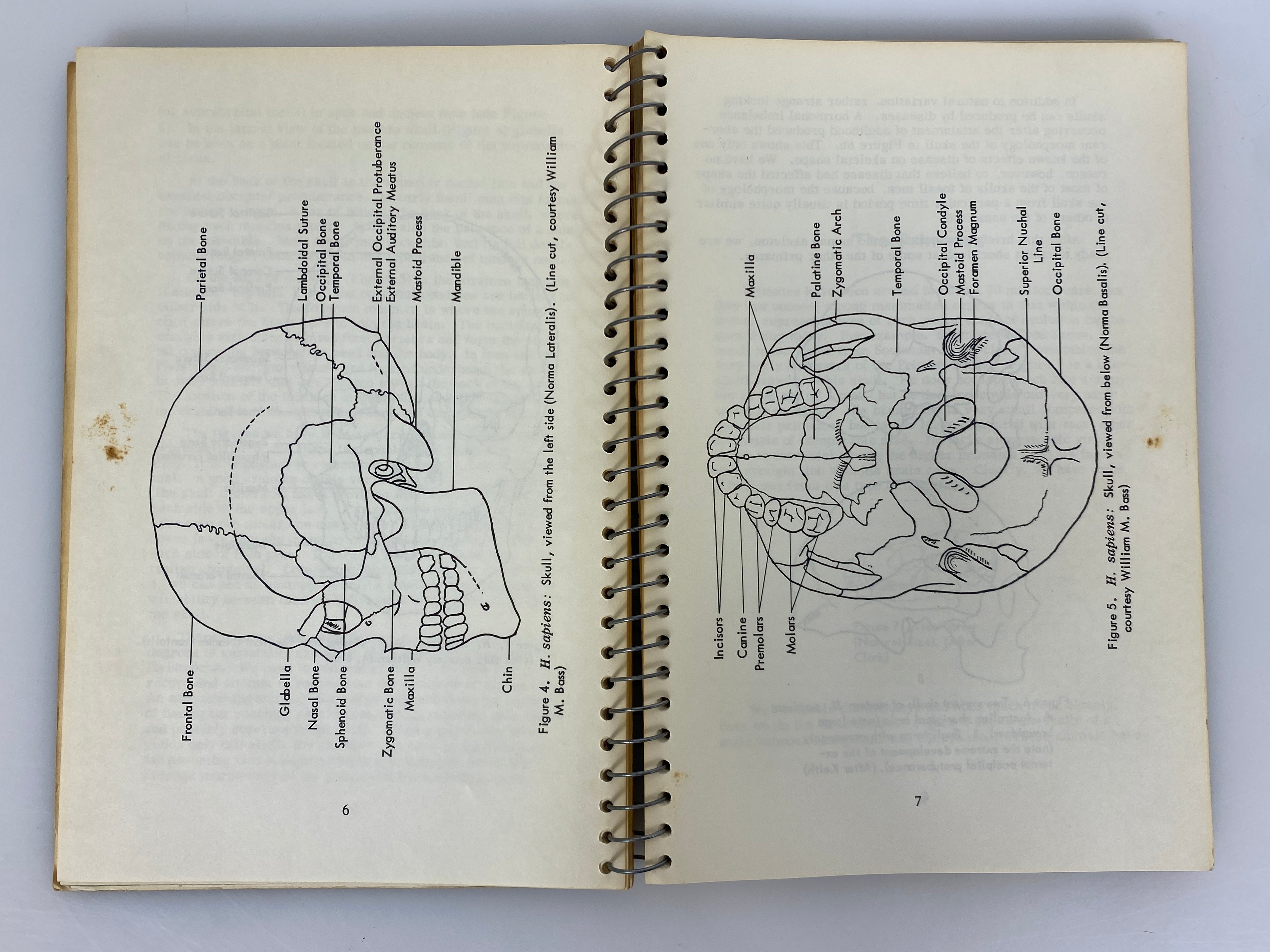 The Pleistocene Hominidae An Illustrated Key by Phenice 1969 Rare Spiral Bound