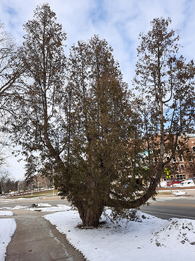 MSU Heritage Tree Eastern Arborvitae 7 Gal.