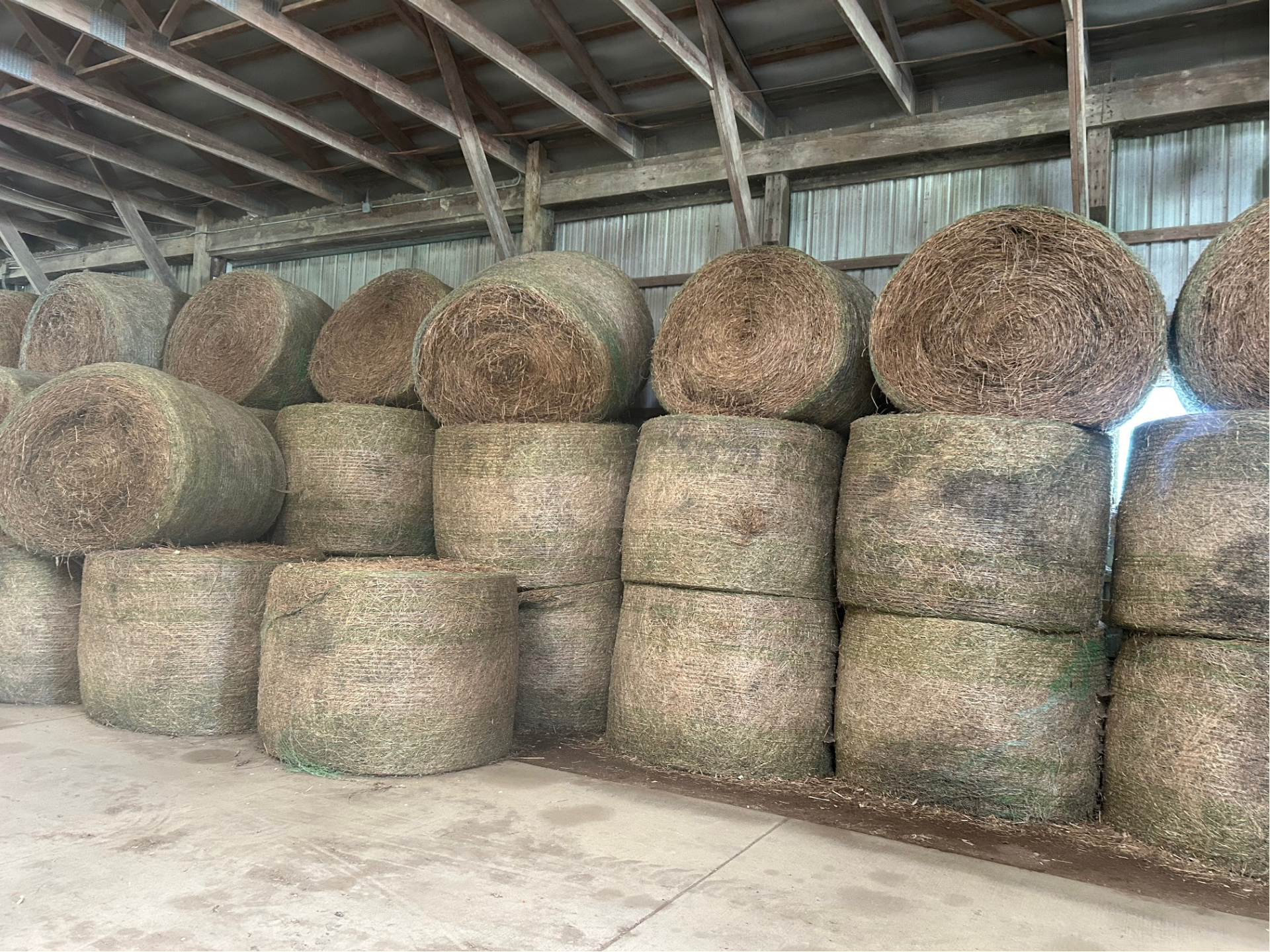 Round Bale of Alfalfa Hay