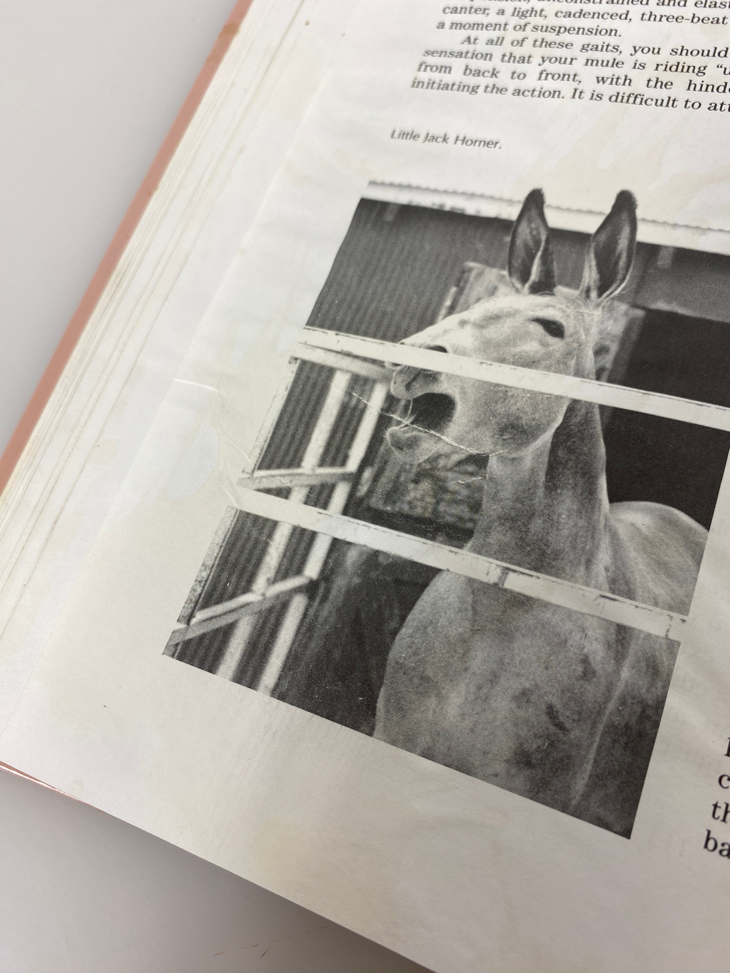 Training Mules and Donkeys by Meredith Hodges 1993 HCDJ w Signed Ephemera