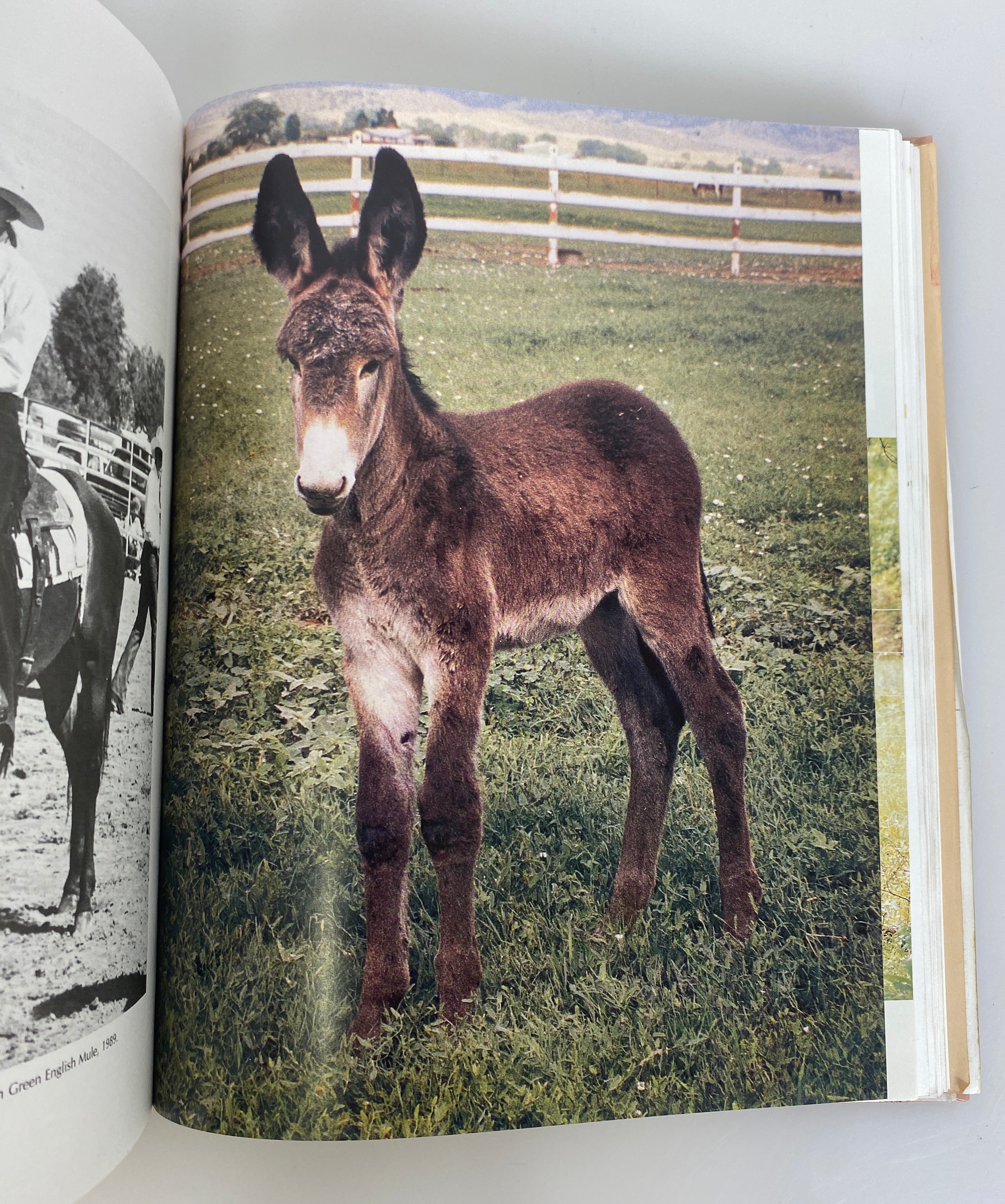 Training Mules and Donkeys by Meredith Hodges 1993 HCDJ w Signed Ephemera