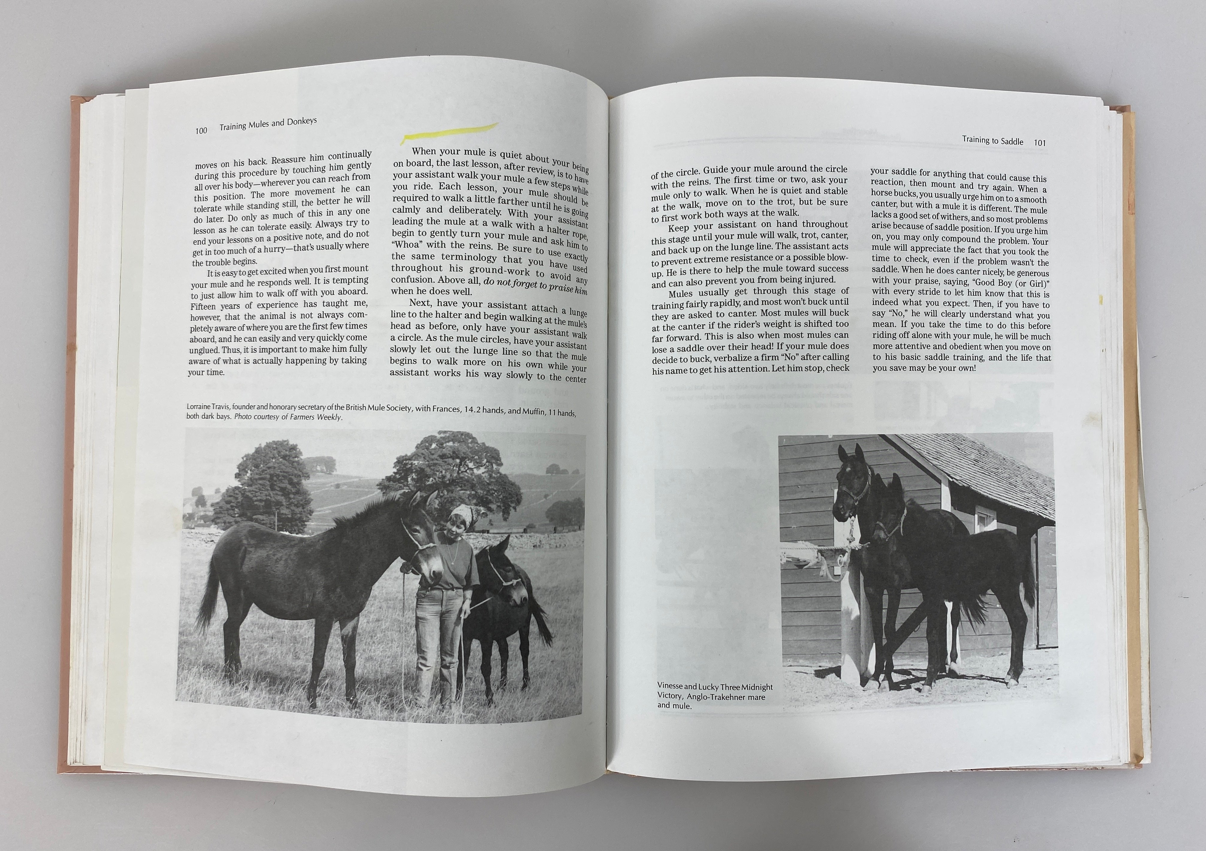 Training Mules and Donkeys by Meredith Hodges 1993 HCDJ w Signed Ephemera