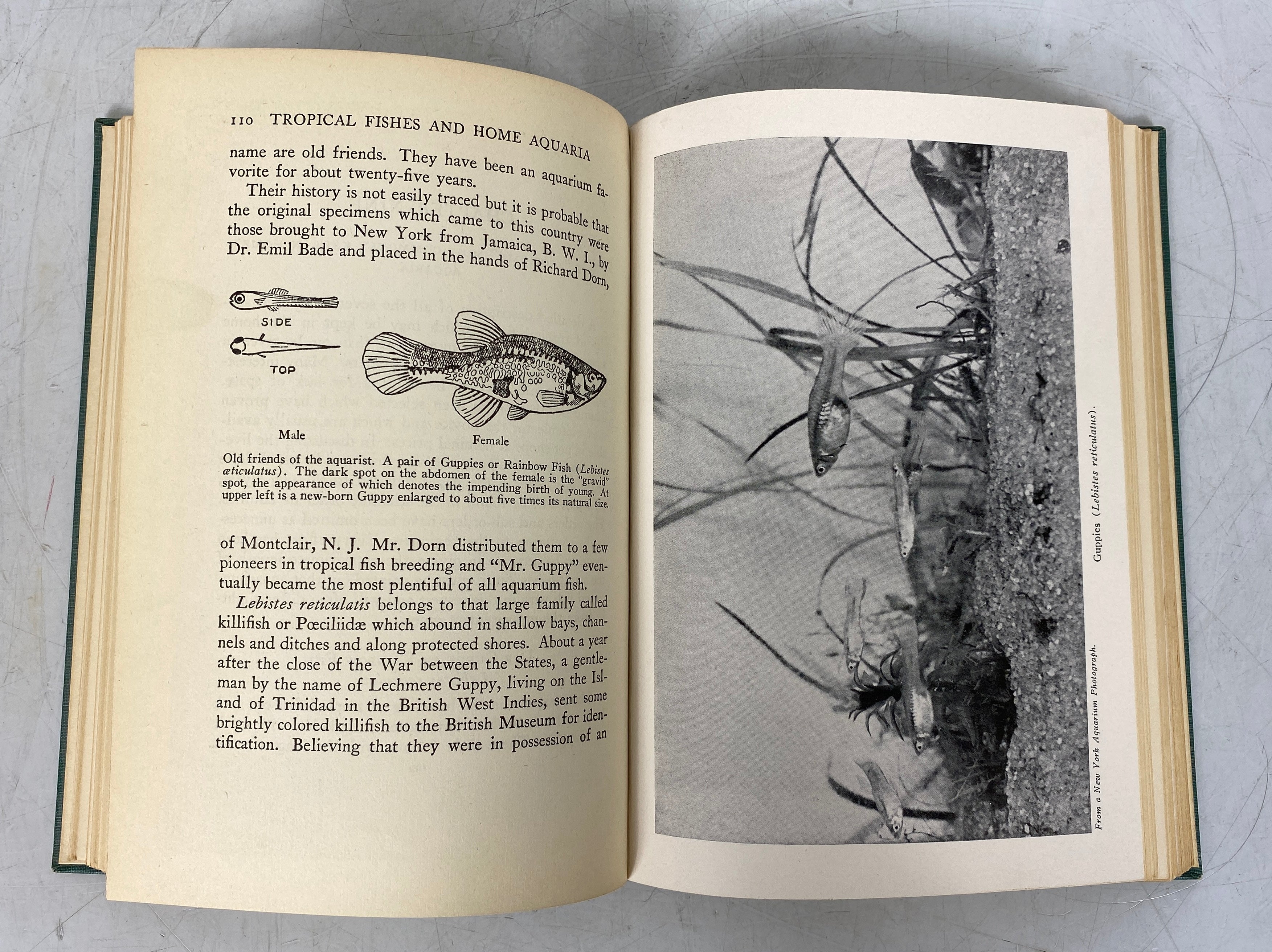 Tropical Fishes and Home Aquaria by Alfred Morgan 1951 Vintage HC