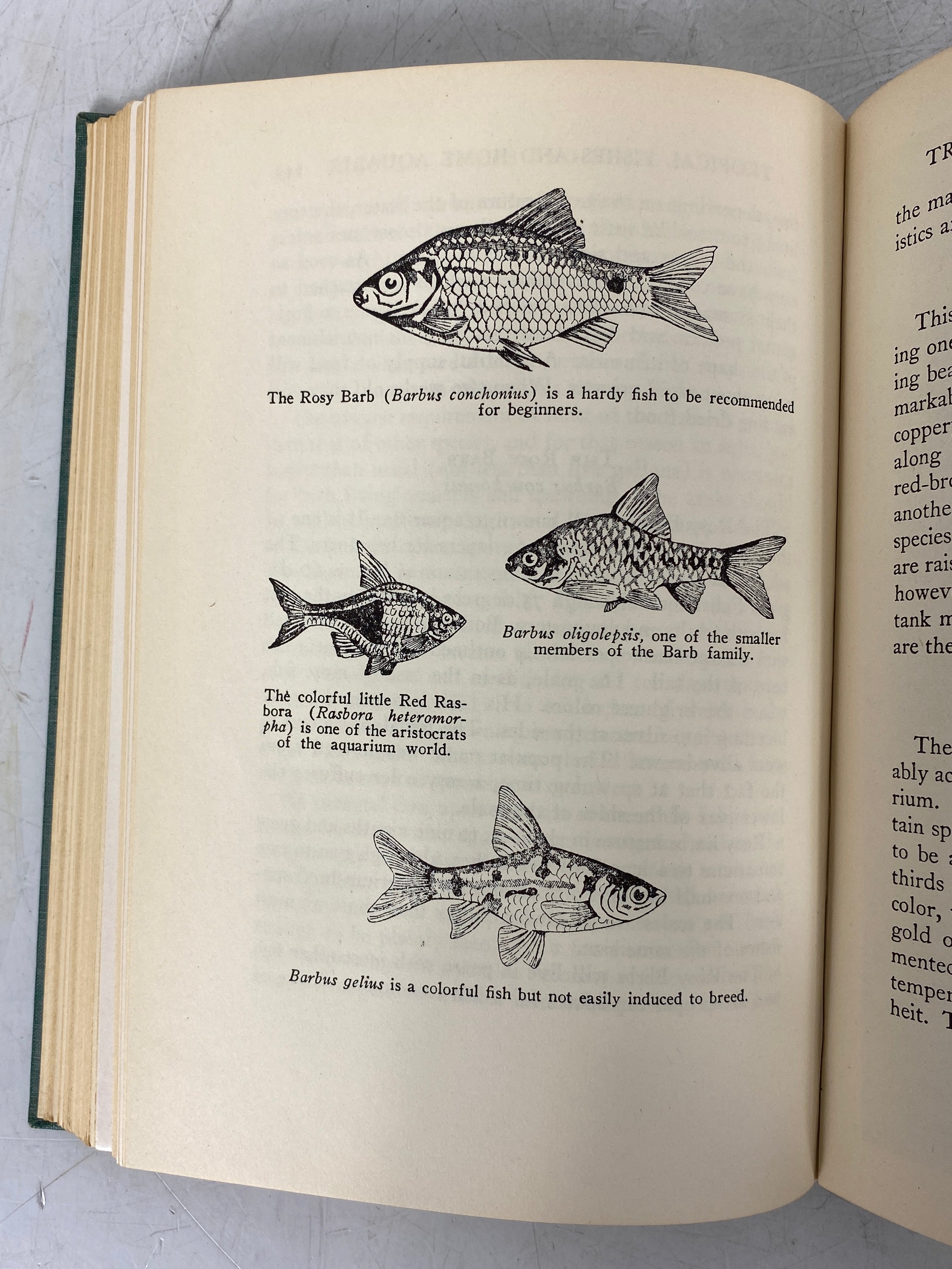 Tropical Fishes and Home Aquaria by Alfred Morgan 1951 Vintage HC