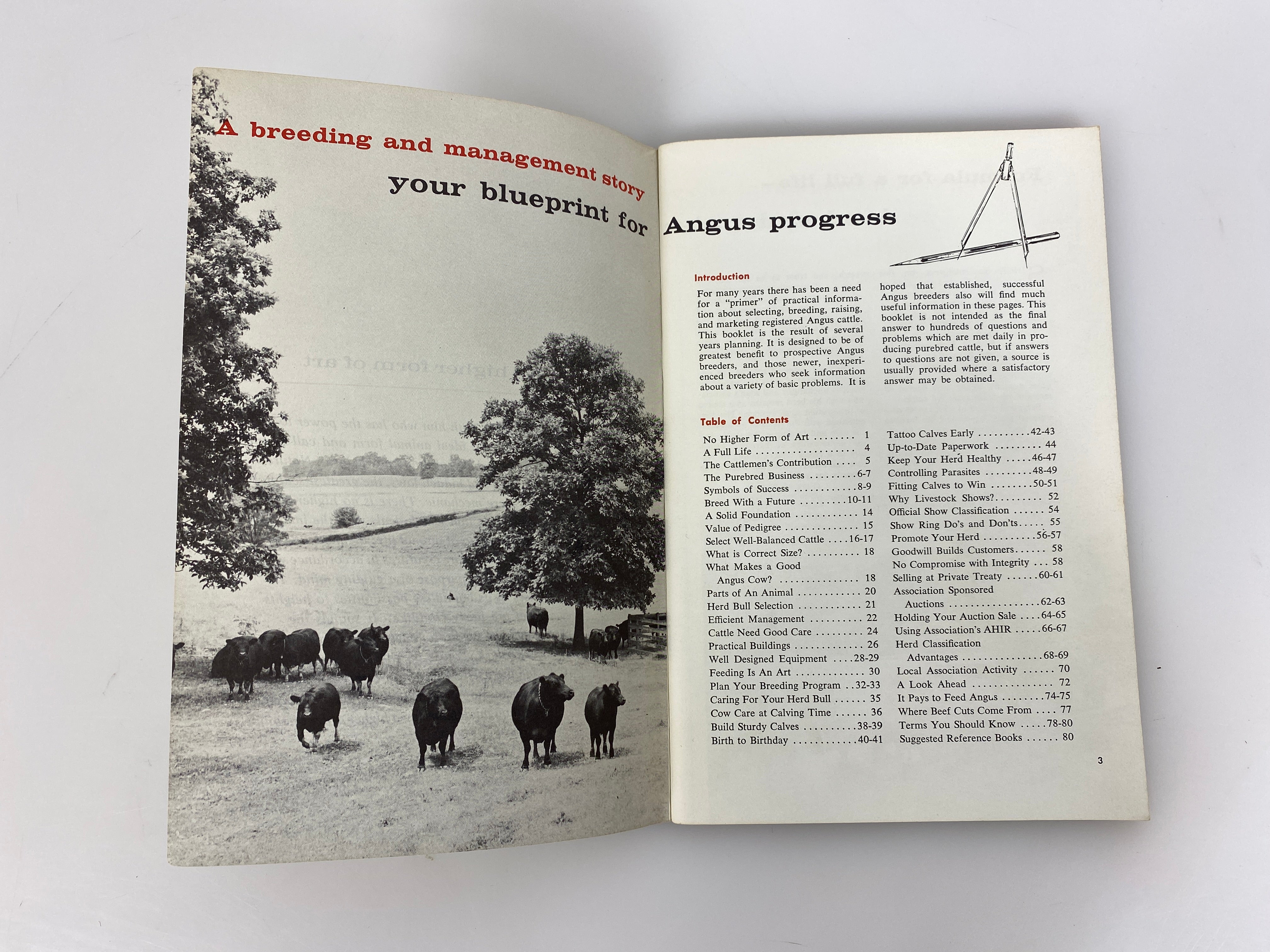 Vintage American Angus Association "Life At Its Best" Breeding Angus Cattle SC
