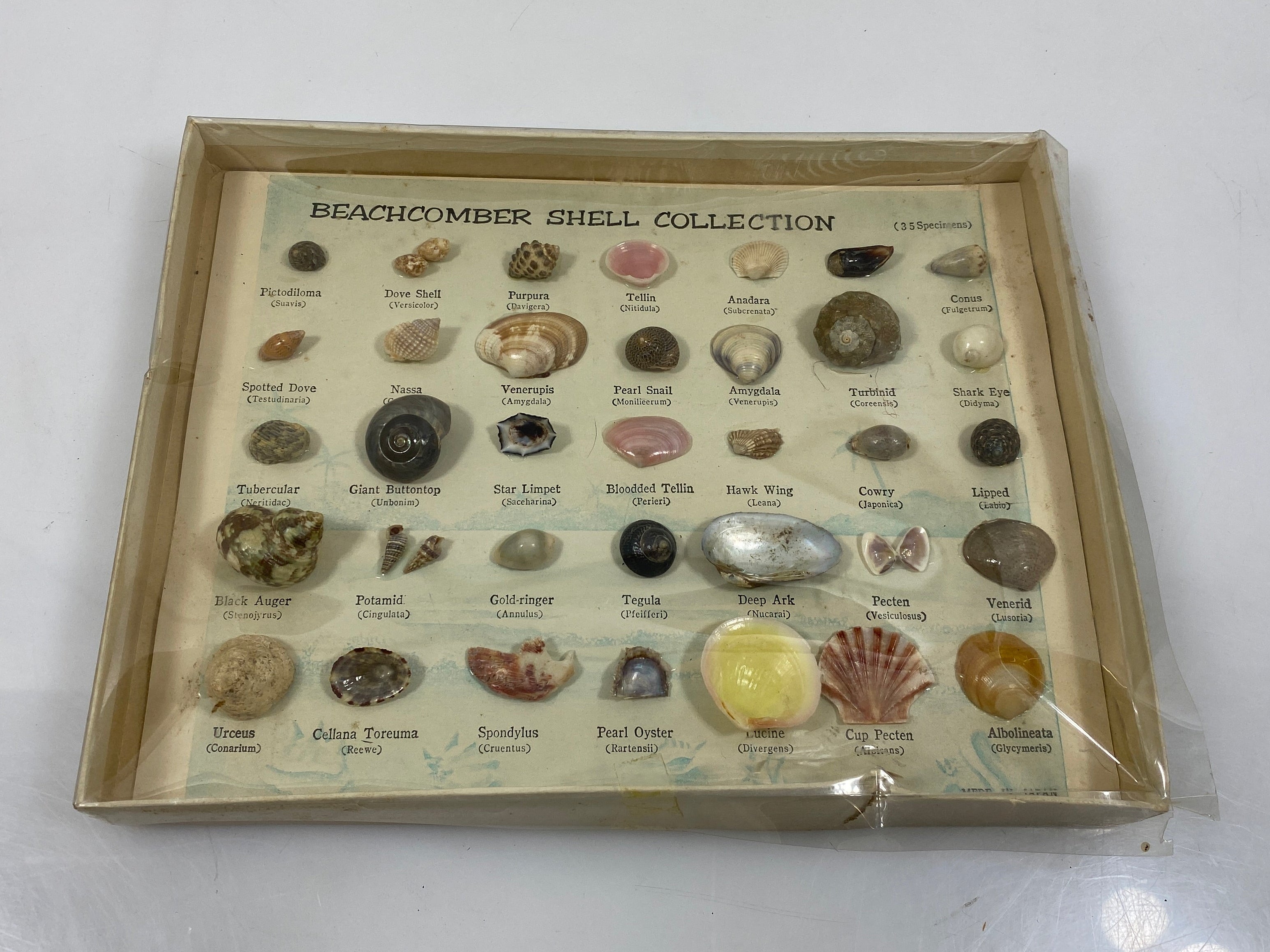 Vintage Beachcomber Shell Specimens Collection Set