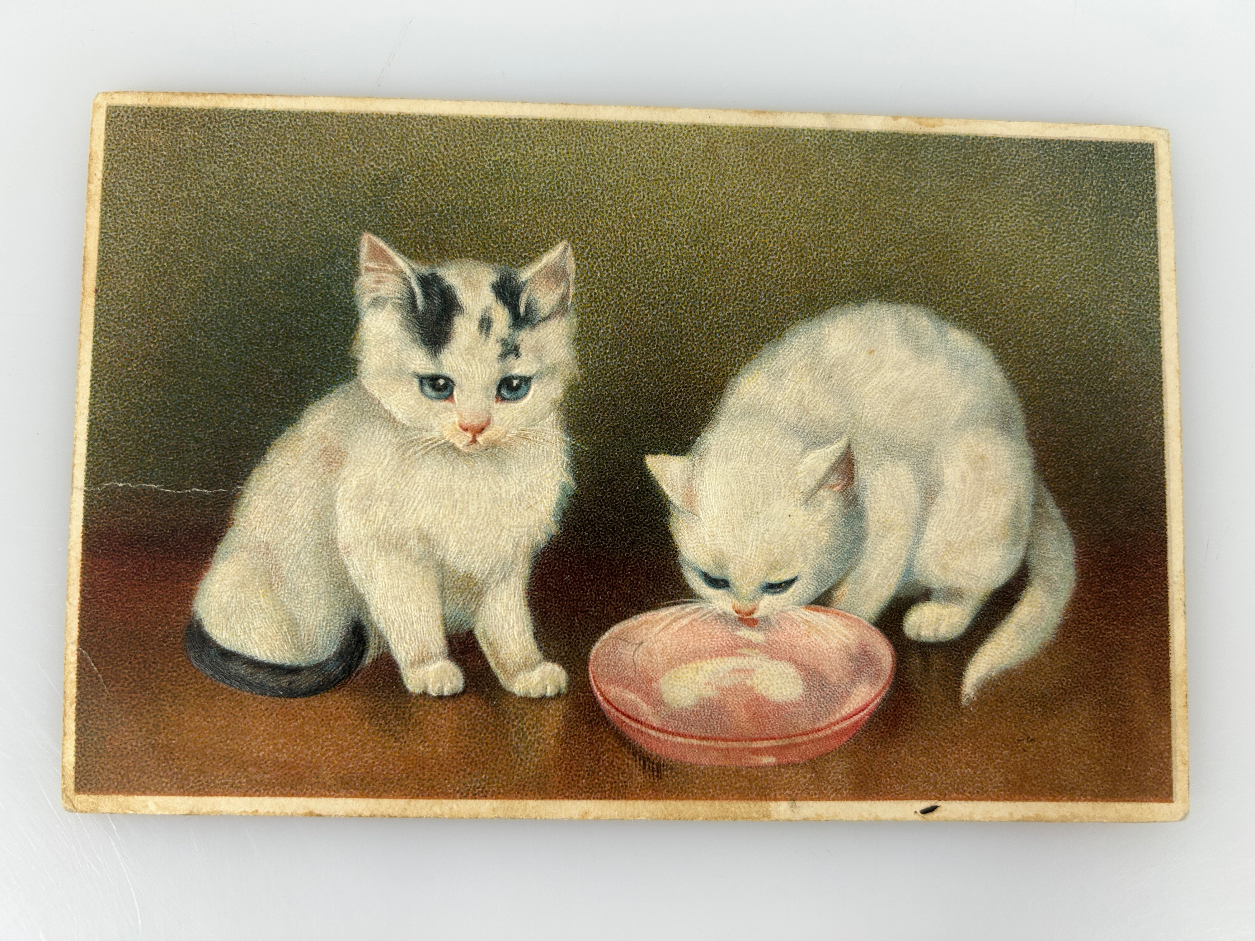 Vintage Embossed Postcard Two White Kittens Arthur Heyer 1900s