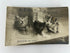 Vintage Postcard Breaking the News Three Kittens RPPC Rotograph Co 1905
