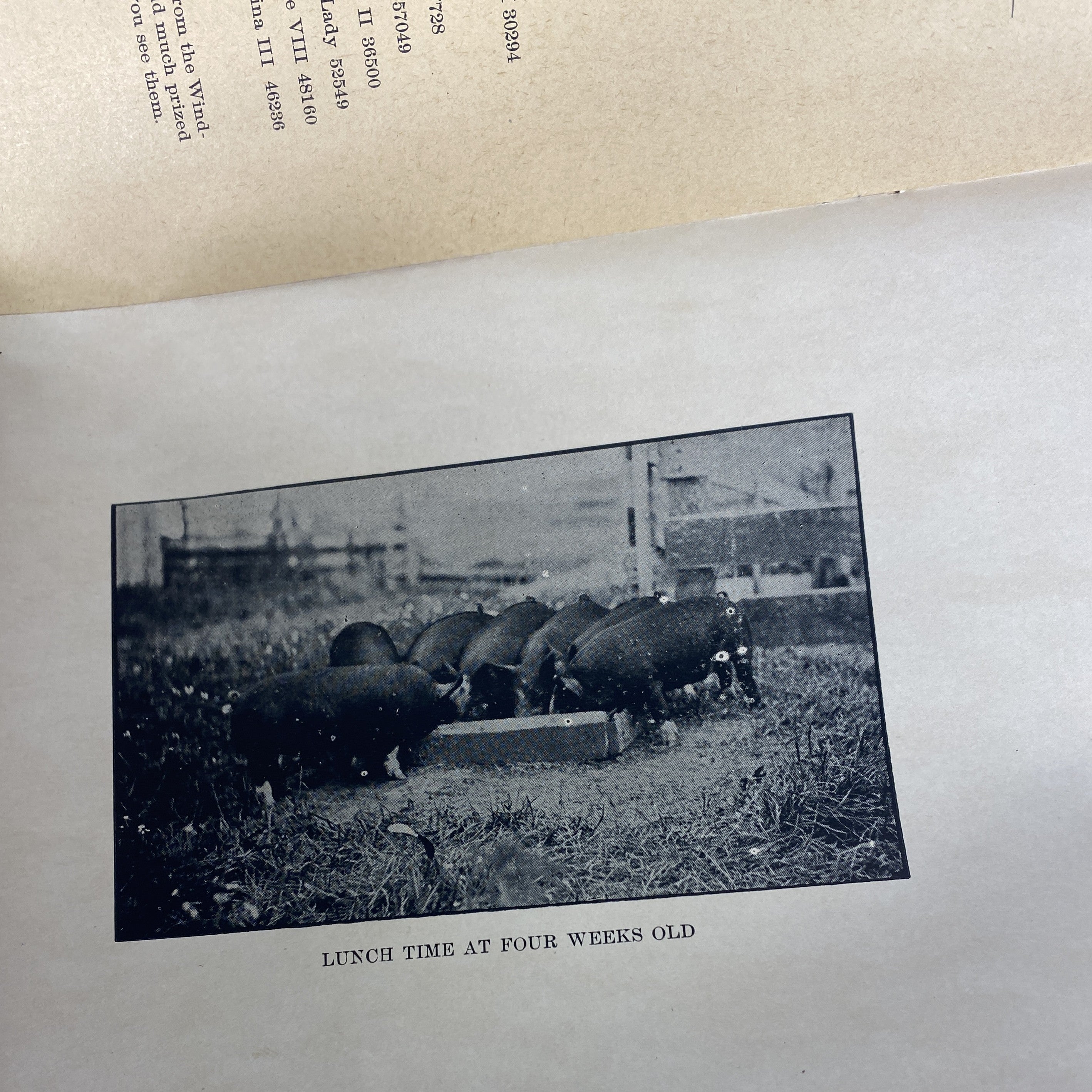 Vintage Public Swine Sale Booklet 1905 Bennington, Michigan