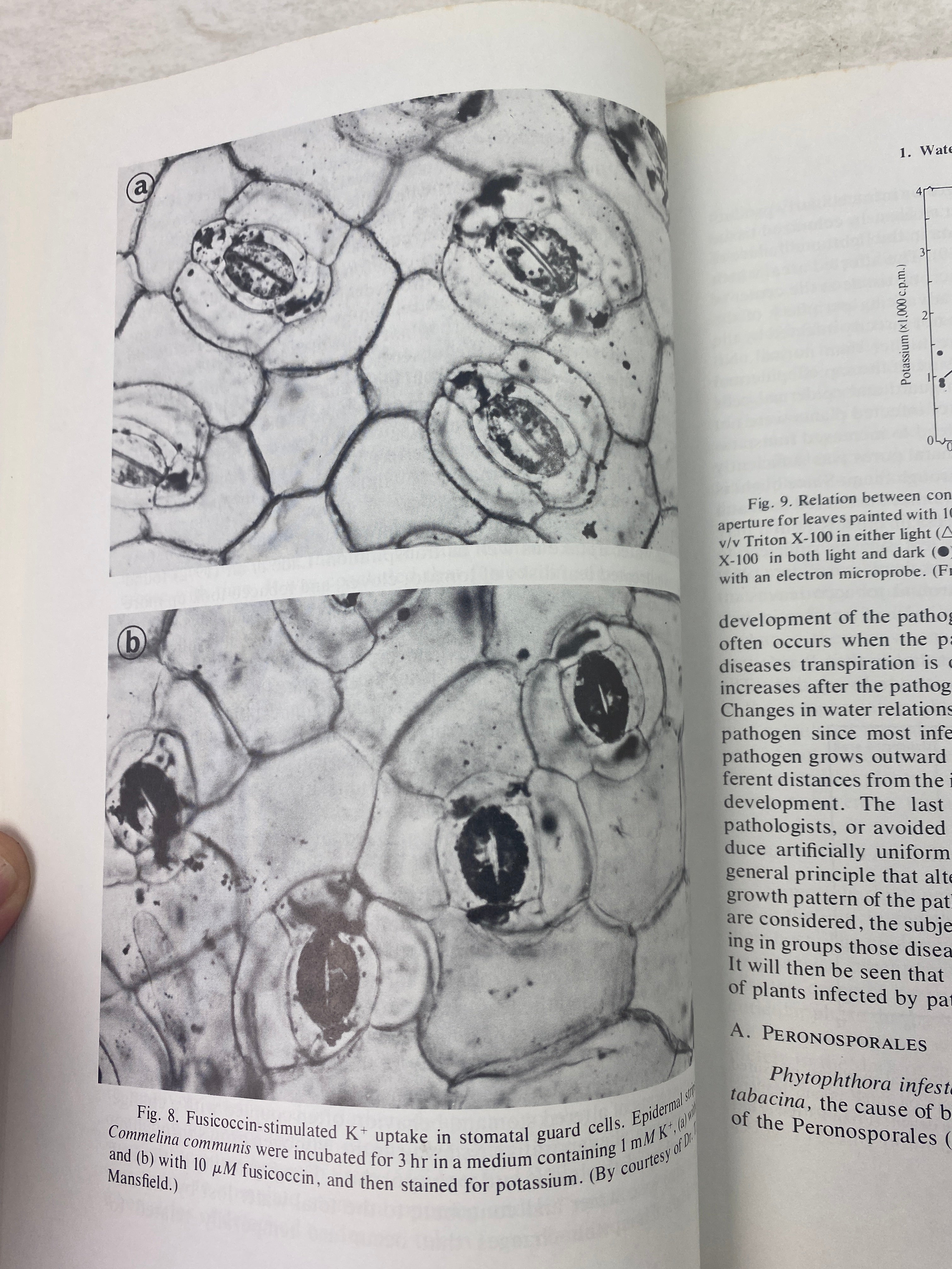 Water Deficits and Plant Growth James Beard Collection 1978