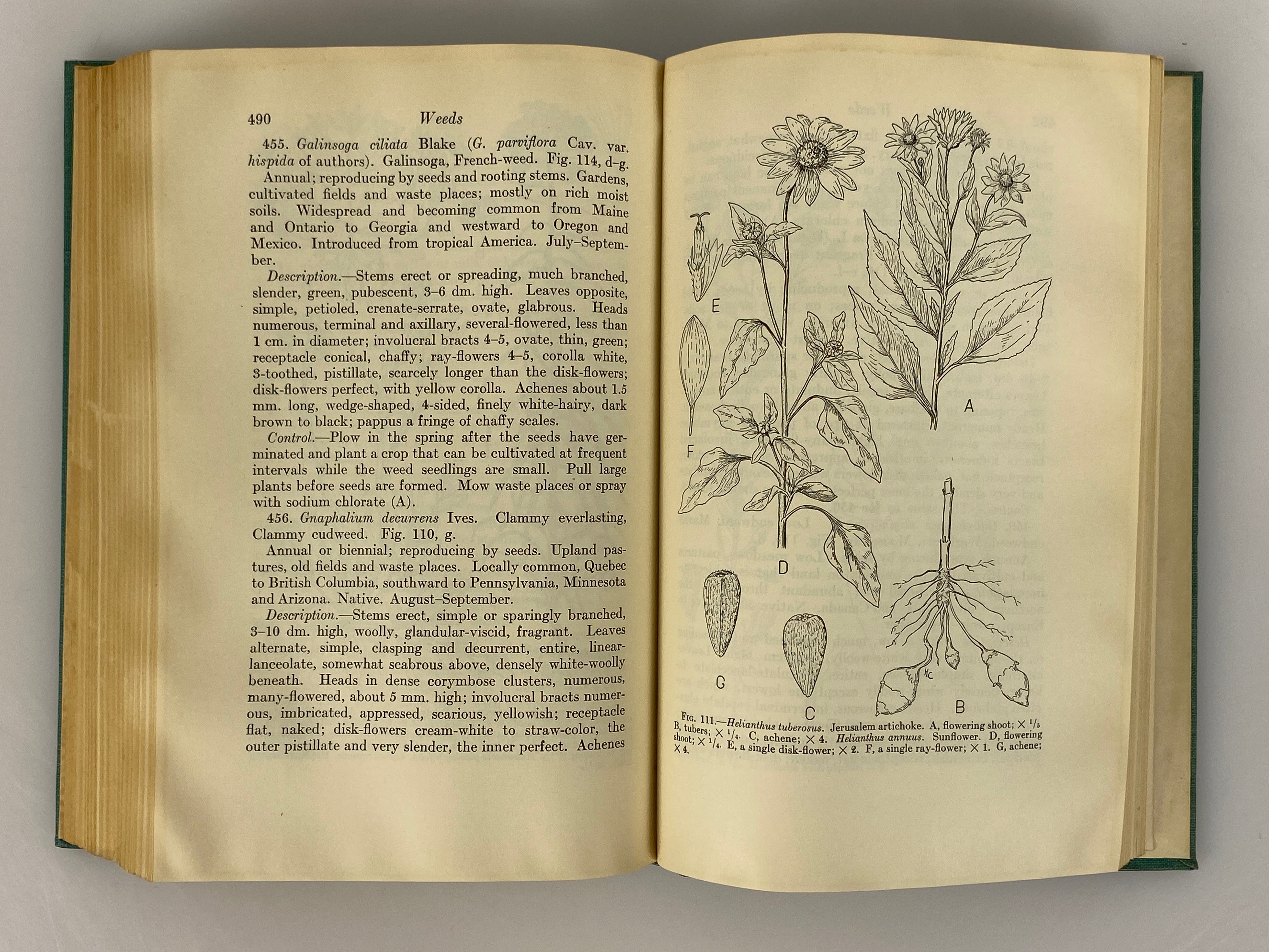 Weeds by Walter Conrad Muenscher 1936 First Edition Second Print HC