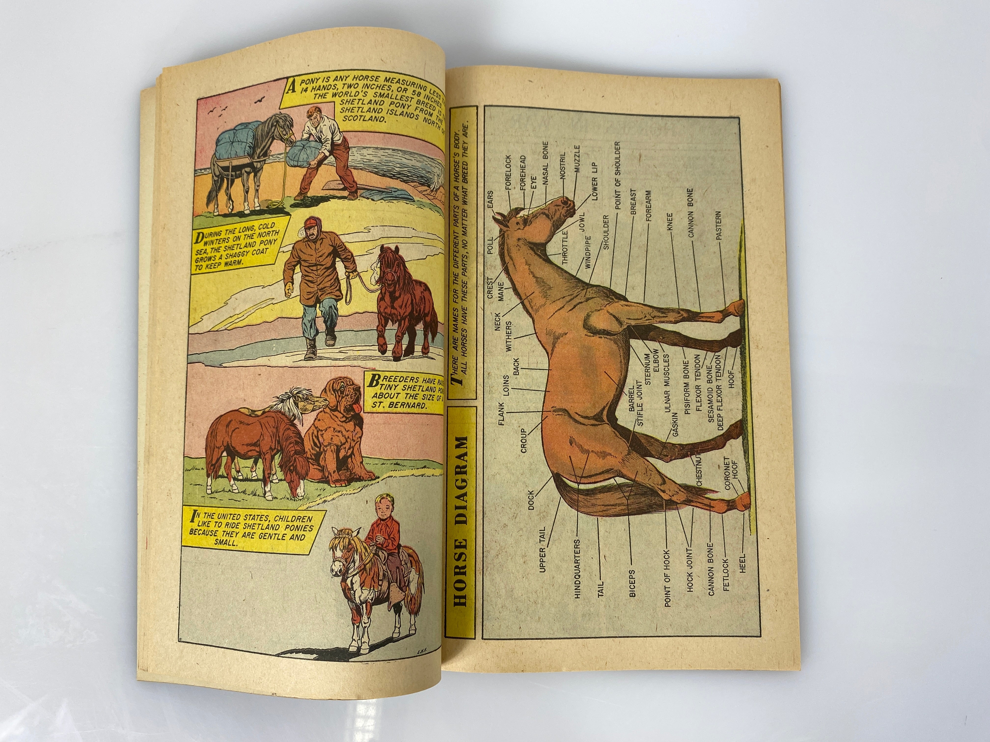 World Around Us: Horses Number 3 1958 Classics Illustrated