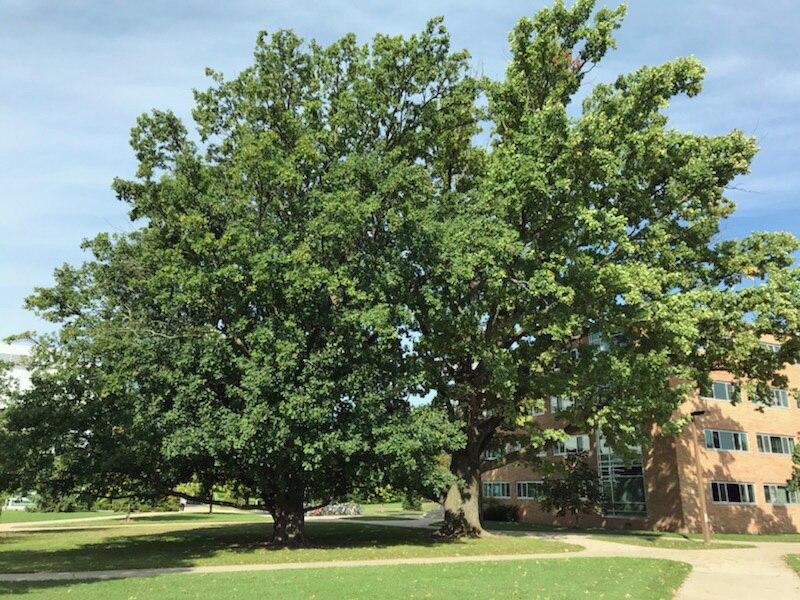 MSU Heritage Tree English Oak 7 Gal.