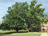 MSU Heritage Tree English Oak 7 Gal.