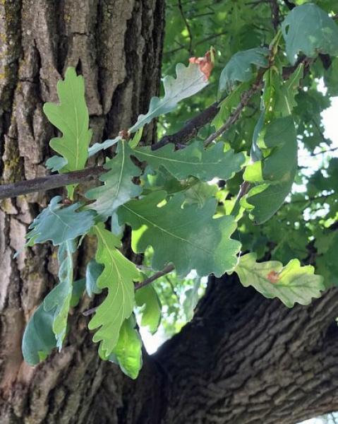 MSU Heritage Tree English Oak 7 Gal.