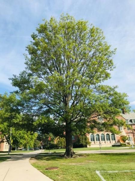 MSU Heritage Tree Shumard Oak 7 Gal.