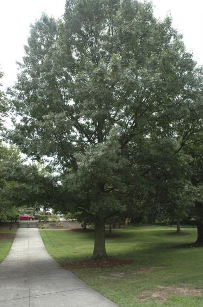 MSU Heritage Tree Shumard Oak 7 Gal.