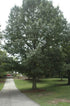 MSU Heritage Tree Shumard Oak 7 Gal.