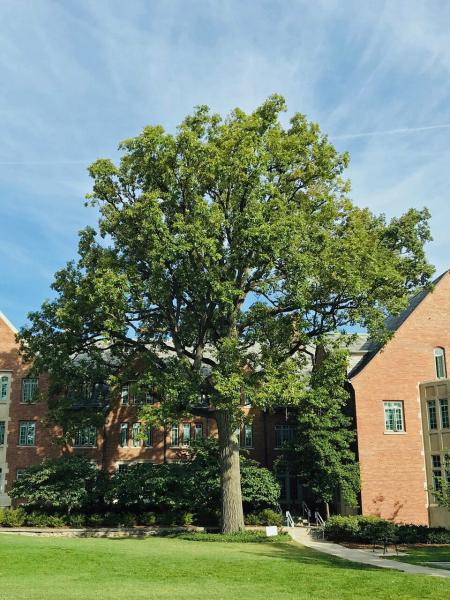 MSU Heritage Tree Swamp White Oak 7 Gal.