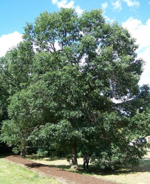 MSU Heritage Tree Swamp White Oak 7 Gal.