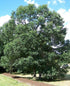 MSU Heritage Tree Swamp White Oak 7 Gal.